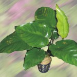 Barteri Boart Leaf