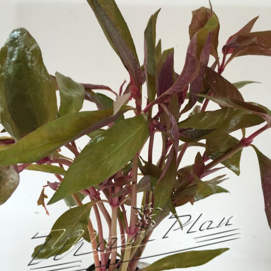 Alternantera Lilacina planta ManPlan