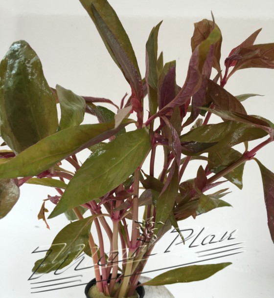 Alternantera Lilacina planta ManPlan