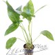 Anubias hastifolia 102 planta ManPlan