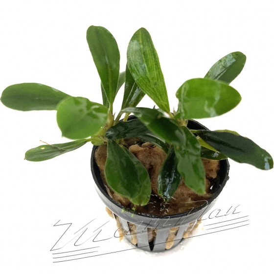 Bucephalandra Brownie Jade (3) ManPLan