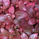 Fitonia rosa ManPlan