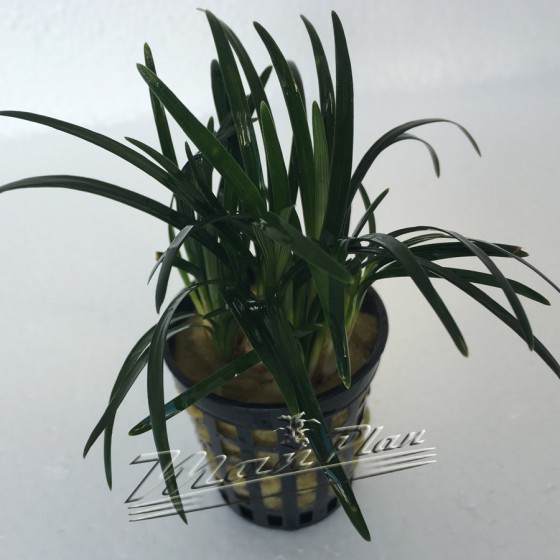 Ophiopogon Kioto planta ManPlan