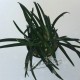 Ophiopogon Kioto tiesto ManPlan