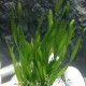 Vallisneria asiatica (rizada) planta ManPlan