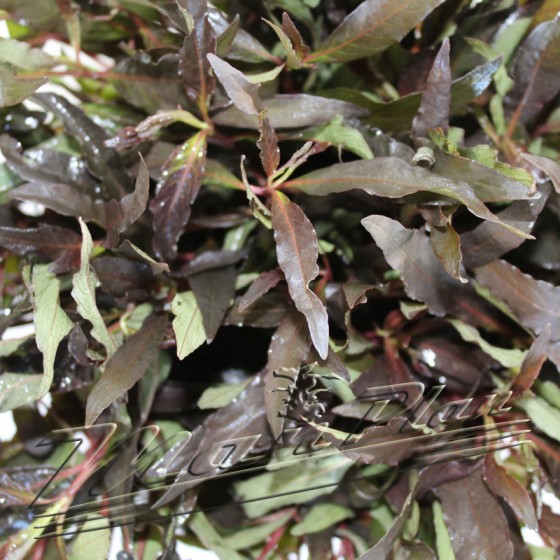 hygrophilla purpura hojas ManPlan