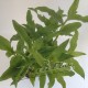 Floscopa hojas ManPlan