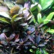 Acuario bucephalandra ManPlan