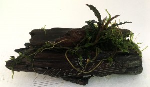 mini tronco bucephalandra (3) ManPlan