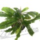 Bucephalandra Antyovani (7) ManPlan