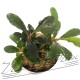 Bucephalandra PEARL GRAY (5) ManPlan