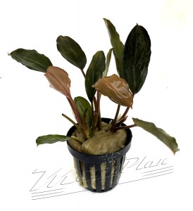 Bucephalandra Serimbu Brown (1) ManPlan