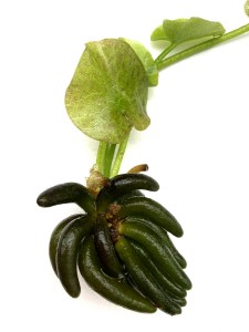 Ninphoides aquatica (banana plant) (4) ManPlan