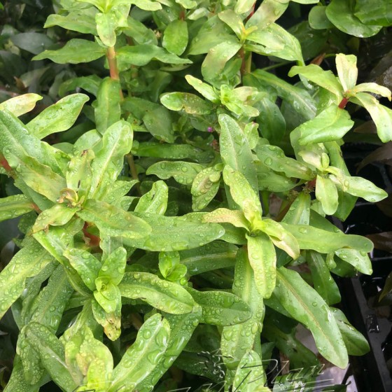 Amania senegalensis ManPlan