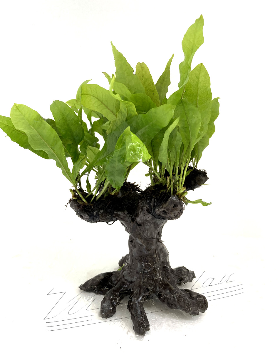 bonsai (4) ManPLan