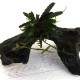 mini tronco bucephalandra (6) ManPlan