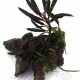 mini tronco bucephalandra (9) ManPlan