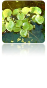 Limnobium