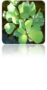 Pistia