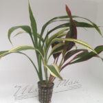 Dracena Tricolor (Tres tallos distintos)