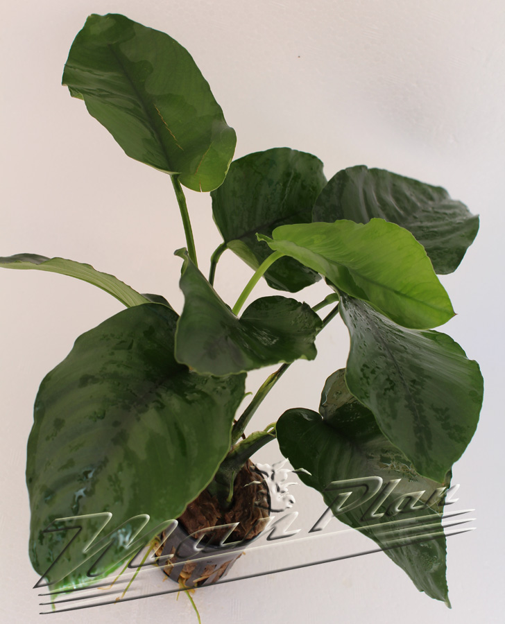 Anubias barteri - Imagen 4