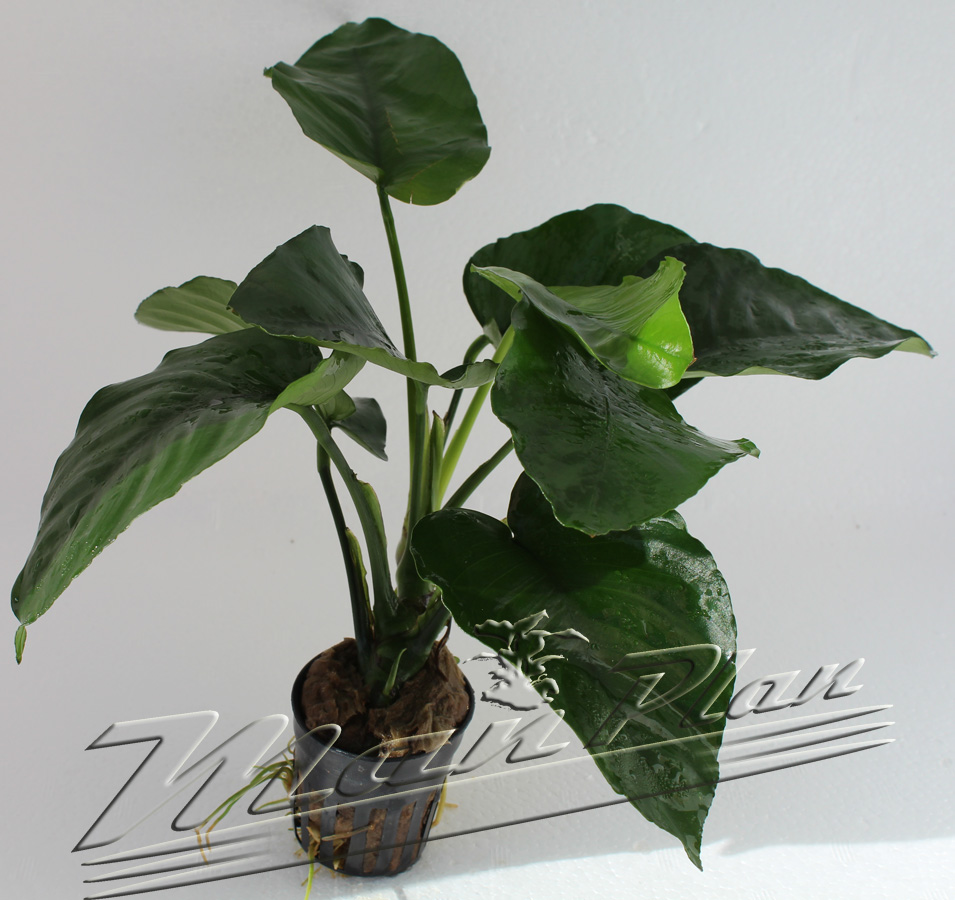 Anubias barteri - Imagen 5
