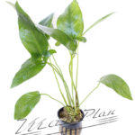 Anubias hastifolia 102 planta ManPlan