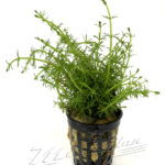 Bacopa myriophylloides