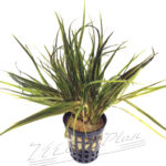 Blyxa japonica