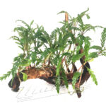 Bosque de hygrophila pinnatiphida