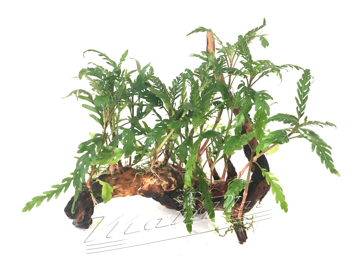 Bosque de hygrophila pinnatiphida