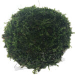 Cladophora