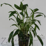 Cryptocorine lucens ManPlan