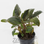 Cryptocorine walisii ManPlan