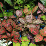Fittonia ManPlan