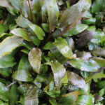 Cryptocorynes surtidas