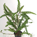 Hygrophila pinnatifida