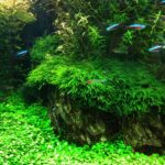 Acuario de Don Disco