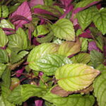 hojas Hemigraphis