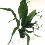 Microsorium pteropus var.CUERNO DE ALCE