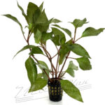 Nomaphilla Cherry Leaf