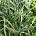 Ophiopogon Jaburan ManPlan