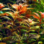 Proserpinaca palustris