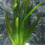 Vallisneria gigante tiesto ManPlan