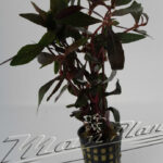 alternanthera sessilis ManPlan