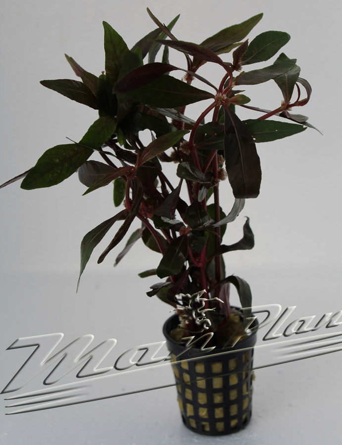 alternanthera sessilis ManPlan