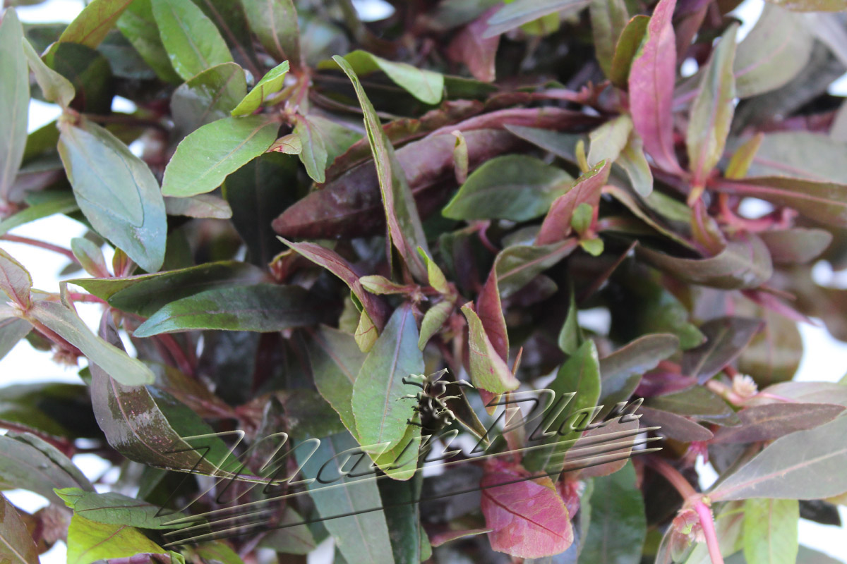alternanthera sessilis hojas ManPlan