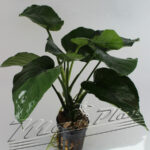 anubias barteri broad leaves 100 ManPlan
