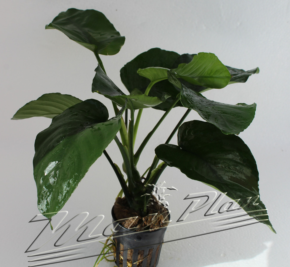 anubias barteri broad leaves 100 ManPlan
