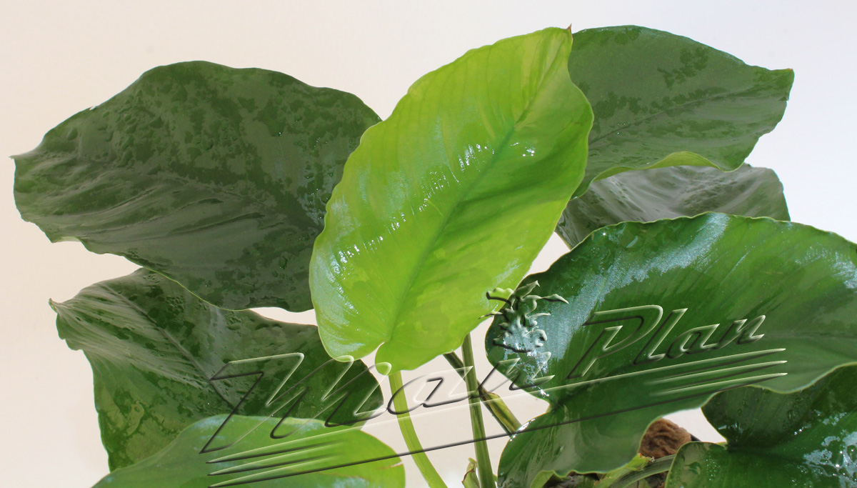 Anubias barteri - Imagen 3